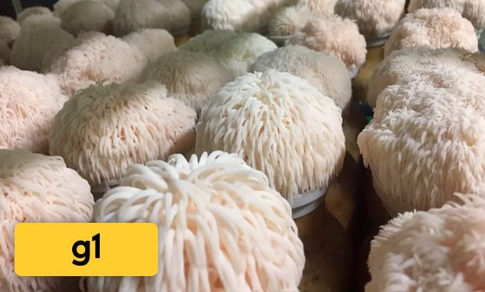Thumbnail da Notícia do Jornal G1, anexada no site da Fungivita. A Notícia fala sobre os benefícios do Cogumelo Juba de Leão.