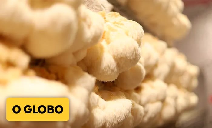 Thumbnail da Notícia do Jornal O Globo, anexada no site da Fungivita. A Notícia fala sobre os benefícios do Cogumelo Juba de Leão.