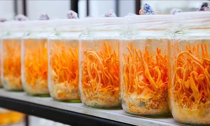 Cordyceps Militaris
